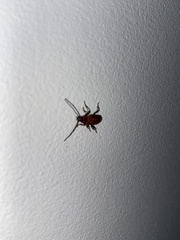 Pyrrhidium sanguineum