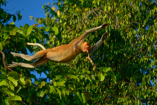 Proboscis Monkey, photo 4 of 10