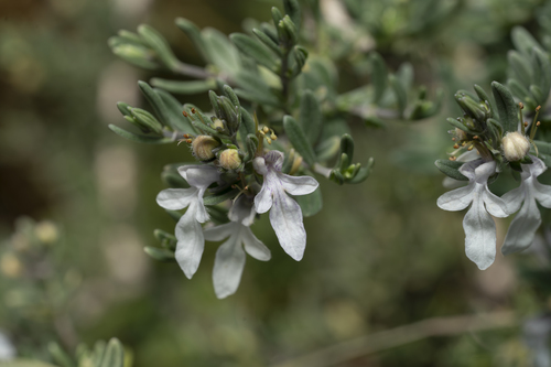 Image of Teucrium brevifolium by (c) Eleftherios Katsillis, some rights reserved (CC BY)
