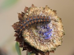 Melitaea didyma