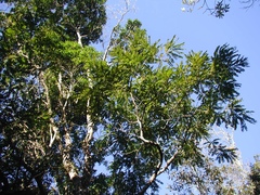 Cassia ferruginea
