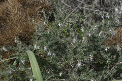 Teucrium brevifolium