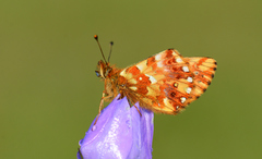Boloria caucasica