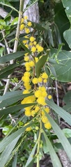 Acacia simsii