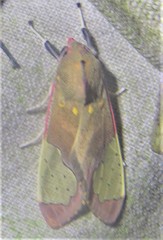 Bertholdia specularis