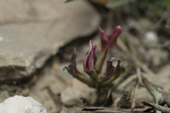 Astragalus spruneri