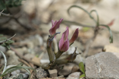 Astragalus spruneri