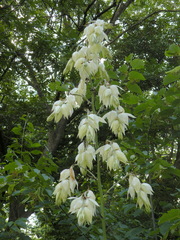 Yucca cernua