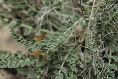 Astragalus spruneri