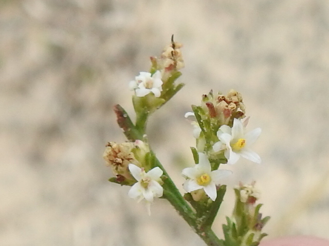 Thurovia triflora