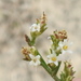 Threeflower Broomweed - Photo (c) Sam Kieschnick, some rights reserved (CC BY), uploaded by Sam Kieschnick