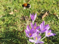 Bombus hypnorum