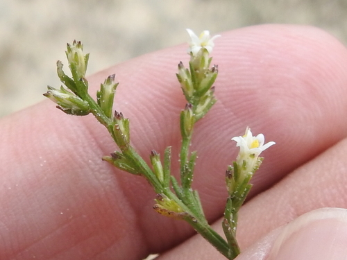 Image of Threeflower Broomweed (Thurovia triflora) by (c) Sam Kieschnick, some rights reserved (CC BY)