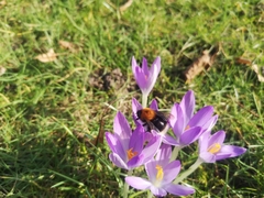 Bombus hypnorum