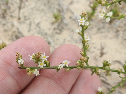 Image of Thurovia triflora by (c) Sam Kieschnick, some rights reserved (CC BY)