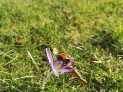 Bombus hypnorum