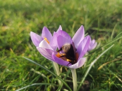 Bombus hypnorum
