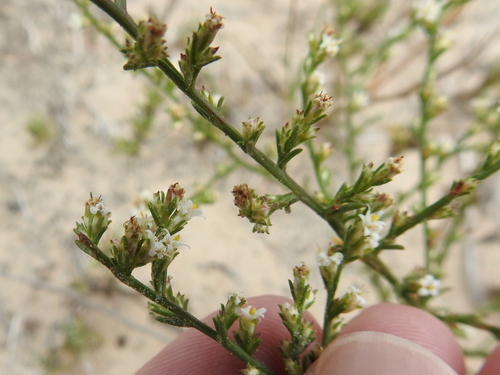 Image of Threeflower Broomweed by (c) Sam Kieschnick, some rights reserved (CC BY)