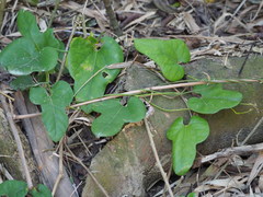 Aristolochia kaempferi