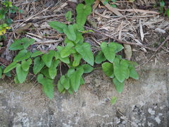 Aristolochia kaempferi