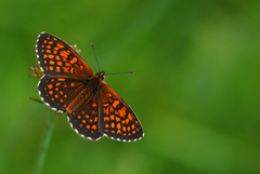 Melitaea britomartis