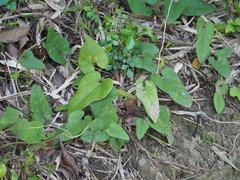 Aristolochia kaempferi