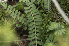 Podlechiella hortensis (Podlechiella)