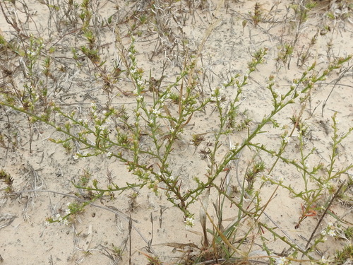 Image of Threeflower Broomweed by (c) Sam Kieschnick, some rights reserved (CC BY)