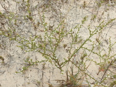 Thurovia triflora