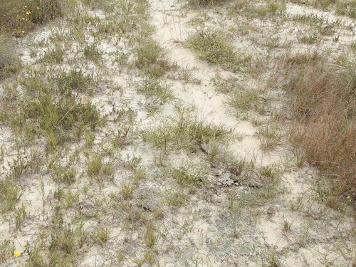 Image of Thurovia triflora by (c) Sam Kieschnick, some rights reserved (CC BY)