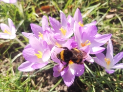 Bombus