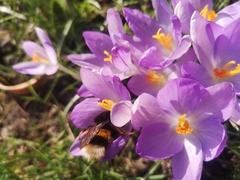Bombus