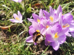 Bombus