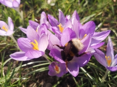 Bombus