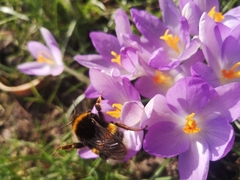 Bombus