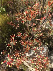 Erica massonii