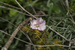 Convolvulus oleifolius