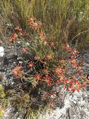Erica massonii