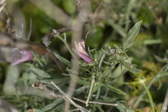 Convolvulus oleifolius