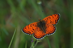 Melitaea arduinna
