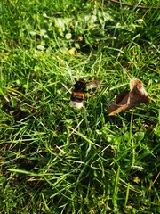 Bombus
