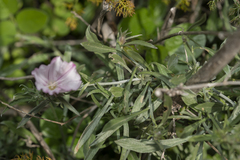 Convolvulus oleifolius