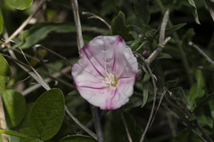Convolvulus oleifolius
