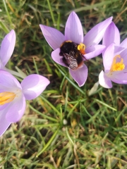 Bombus pratorum