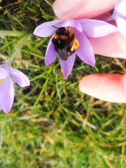 Bombus pratorum
