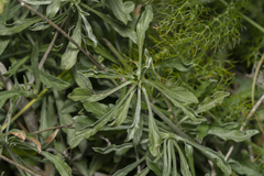 Convolvulus oleifolius