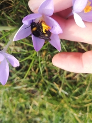Bombus pratorum