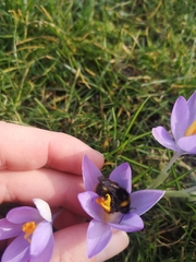 Bombus pratorum