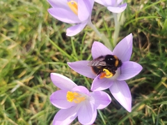 Bombus pratorum