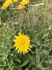 Reichardia